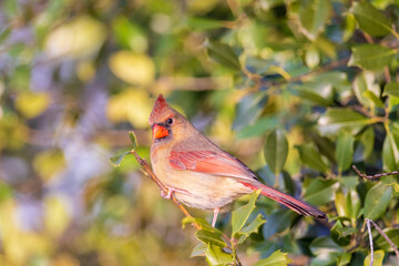 Northern Cardinal female in American Holly tree, Marion County, Illinois.