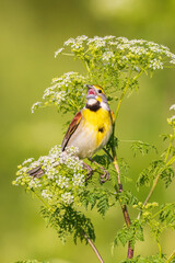 Dickcissel male singing perched on Poison Hemlock, Marion County, Illinois.