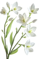 Obraz premium A close-up shot of a bunch of white flowers with green leaves