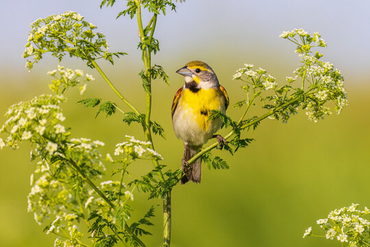 Dickcissel male on Poison Hemlock, Marion County, Illinois.