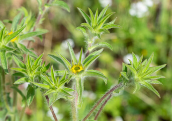 wild plants. self-growing yellow flowers in nature.