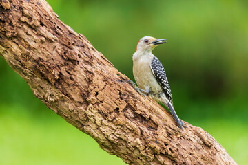 Red-bellied Woodpecker female on dead tree, Marion County, Illinois.