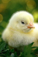 Cute yellow chick sitting in green grass on a sunny day