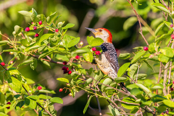 Red-bellied Woodpecker male eating serviceberries, Marion County, Illinois.