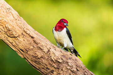 Red-headed Woodpecker on dead tree, Marion County, Illinois.