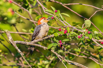 Red-bellied Woodpecker male eating serviceberries, Marion County, Illinois.