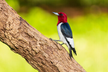 Red-headed Woodpecker on dead tree, Marion County, Illinois.