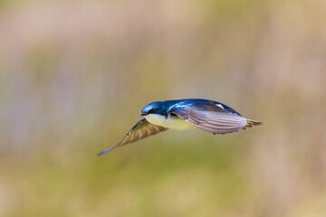 Tree Swallow male in flight, Marion County, Illinois.
