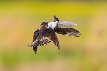 Tree Swallows females in flight, Marion County, Illinois.