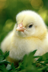 Cute yellow chick sitting in green grass on a sunny day