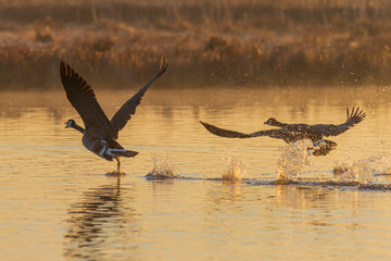 Canada Geese taking off from wetland at sunrise in fog, Marion County, Illinois.