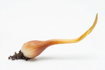 Onion sprout growing from the soil