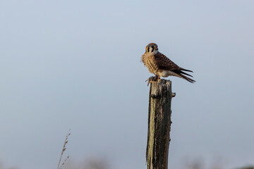 American Kestrel male with vole Crab Orchard National Wildlife Refuge, Williamson County, Illinois.
