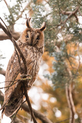 Long eared owl camouflaged in the tree