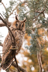 Long eared owl camouflaged in the tree