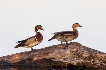 Wood Duck male and female on log in wetland, Marion County, Illinois.
