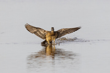 Wood Duck female landing in wetland, Marion County, Illinois.