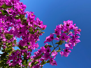 Amazing Bougainvillea pink blossom on sky.