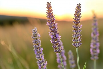 Fototapeta premium Lavender blooms at sunset in a serene field landscape