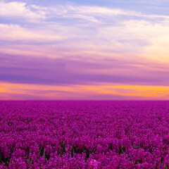 Fototapeta premium Spring flower field at sunset in the Netherlands with rich purple hyacinths. Banner. Floral background.