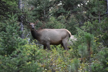 Moose in Yellowstone National Park