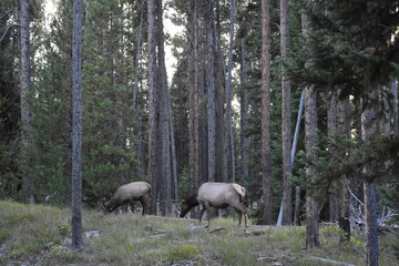 Wildlife in Yellowstone National Park