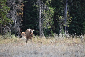 Naklejka premium Wildlife in Yellowstone National Park