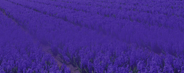 Spring field in the Netherlands with rich blue hyacinths.  Floral background.