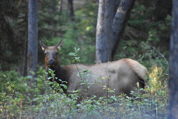 Moose in Yellowstone National Park