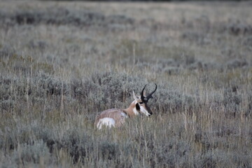 Wildlife in Yellowstone National Park