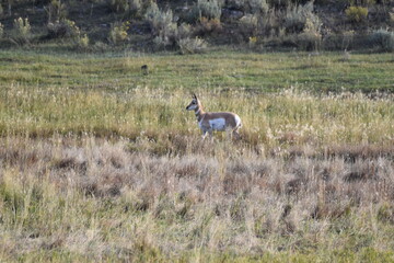 Wildlife in Yellowstone National Park