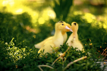 Group of cute yellow ducklings walking on green grass in natural outdoor setting. Fluffy baby ducks exploring in springtime environment. Perfect for farm, nature, or Easter themes.
