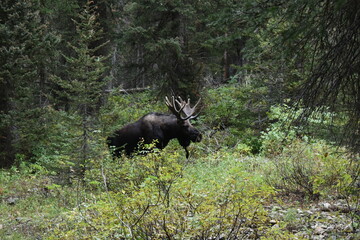 Moose in Yellowstone National Park