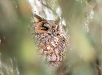 Long eared owl camouflaged in the tree