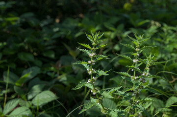 Flowers of a gypsywort plant (Lycopus europaeus)