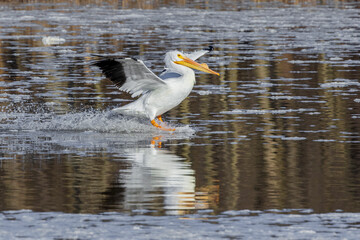 American White Pelican coming in for a landing, Clinton County, Illinois.