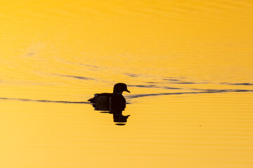 Wood Duck male in wetland at sunrise, Marion County, Illinois.