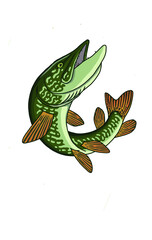 The figure shows a pike fish