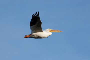 American White Pelican in flight, Clinton County, Illinois.