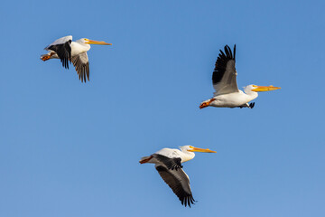 American White Pelicans in flight, Clinton County, Illinois.