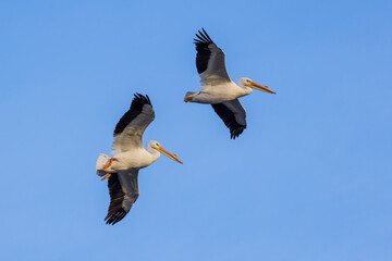 American White Pelicans in flight, Clinton County, Illinois.