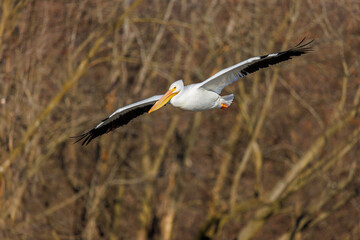American White Pelican in flight, Clinton County, Illinois.