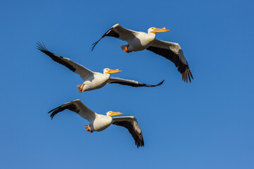 American White Pelicans in flight, Clinton County, Illinois.