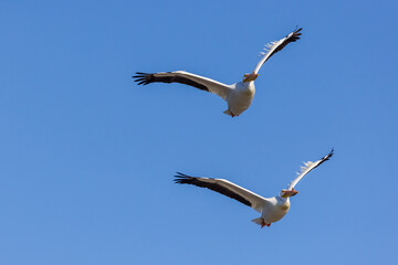 American White Pelicans in flight, Clinton County, Illinois.