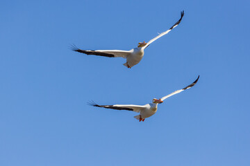 American White Pelicans in flight, Clinton County, Illinois.
