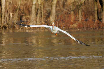 American White Pelican coming in for a landing, Clinton County, Illinois.