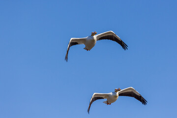 American White Pelicans in flight, Clinton County, Illinois.