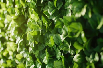 Obraz premium A detailed view of multiple green leaves