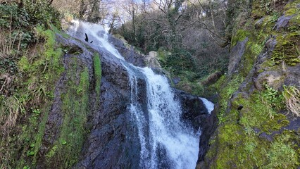 Gushing Waterfall Down a Mossy Rock Face in a Lush Forest.