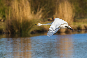Tundra Swan, Bewick's Swan, Cygnus columbianus at winter in Slimbridge Mashes, England